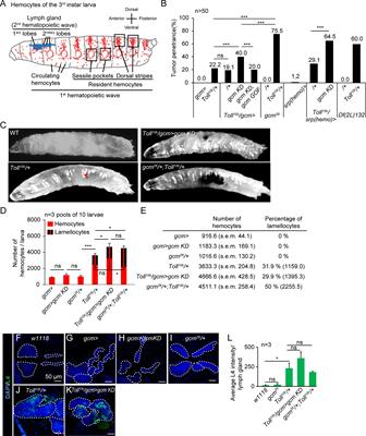 Gcm counteracts Toll-induced inflammation and impacts hemocyte number through cholinergic signaling